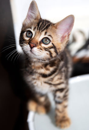 chatterie bengal