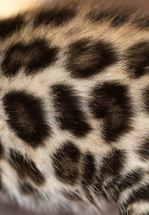 Nous sommes Eleveur de Chat bengal. Nous élevons des chats bengals. Le chaton bengal est trés rechercher. Nous proposons à l’adoption et à la vente le chaton bengal snow et le chaton bengal browns. Authentic bengal est une chatterie familiale de chat bengal authentique. Nous sommes un élevage et travaillons le bengal snow et de bengal brown. Notre chatterie de chat est dans les alpes-maritimes. Nos chatons trouvent leur famille sur Antibes, cannes, monaco, nice, paris, juan les pins, marseille, villeneuve-loubet, saint paul de vence, saint paul, vence, la région PACA.