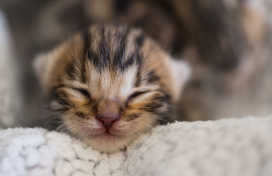 Chat bengal Nice Villeneuve-loubet Antibes Cannes monaco Chatterie familiale Alpes-Maritimes chaton snow brown Marseille paris elevage