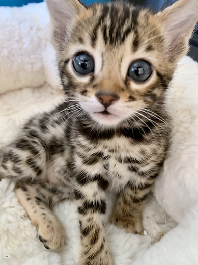 Chat bengal Nice Villeneuve-loubet Antibes Cannes monaco Chatterie familiale Alpes-Maritimes chaton snow brown Marseille paris elevage