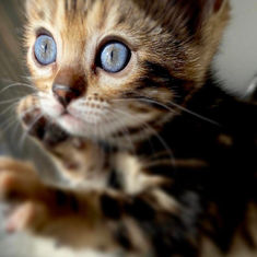 chat bengal