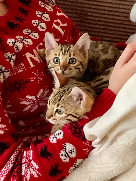chat bengal