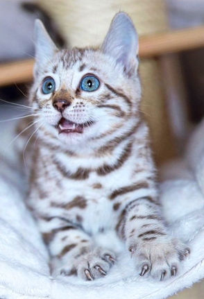 Nous sommes Eleveur de Chat bengal. Nous élevons des chats bengals. Le chaton bengal est trés rechercher. Nous proposons à l’adoption et à la vente le chaton bengal snow et le chaton bengal browns. Authentic bengal est une chatterie familiale de chat bengal authentique. Nous sommes un élevage et travaillons le bengal snow et de bengal brown. Notre chatterie de chat est dans les alpes-maritimes. Nos chatons trouvent leur famille sur Antibes, cannes, monaco, nice, paris, juan les pins, marseille, villeneuve-loubet, saint paul de vence, saint paul, vence, la région PACA.