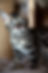 chaton bengal brown charcoal.jpeg