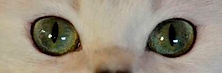 Green eyes cat