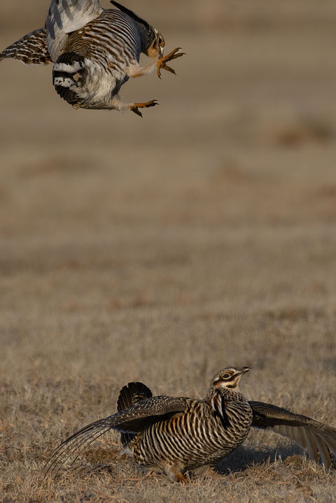 prairie chickens tours kearney nebraska