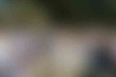 novomnaželé ve špalíru