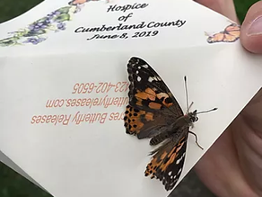 Butterflies