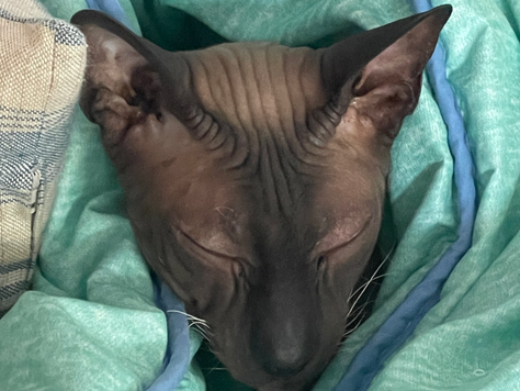 How a Cat's Purr Heals Bone