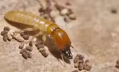 main_termite-signs.avif