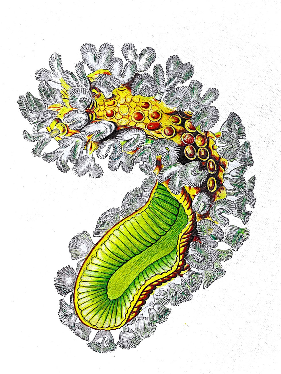 ocean creature