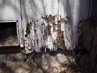 foundation-termite-damage.avif