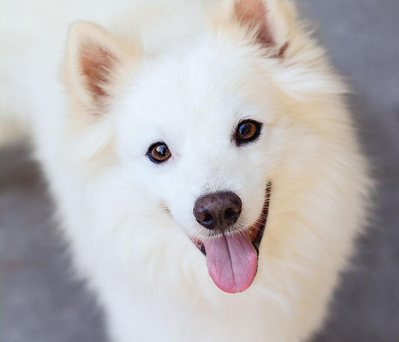 american eskimo (4).jpg