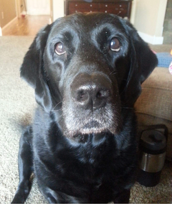 JAMIES DOG
