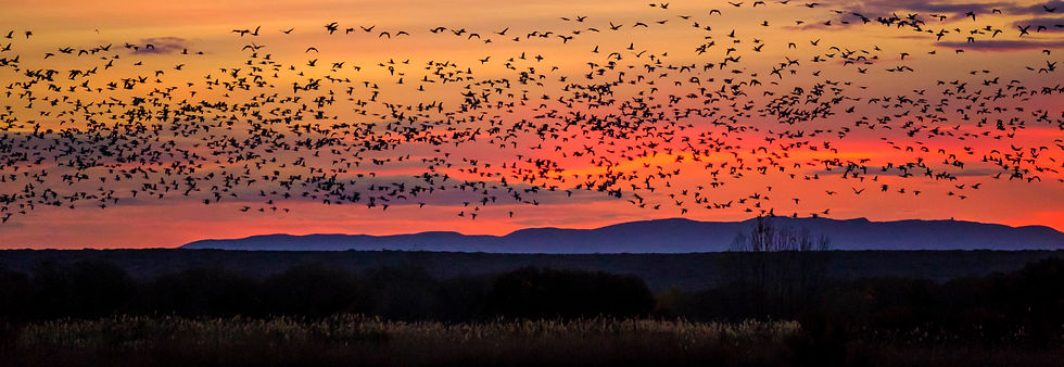 USA, Bosque del Apache, birds flying