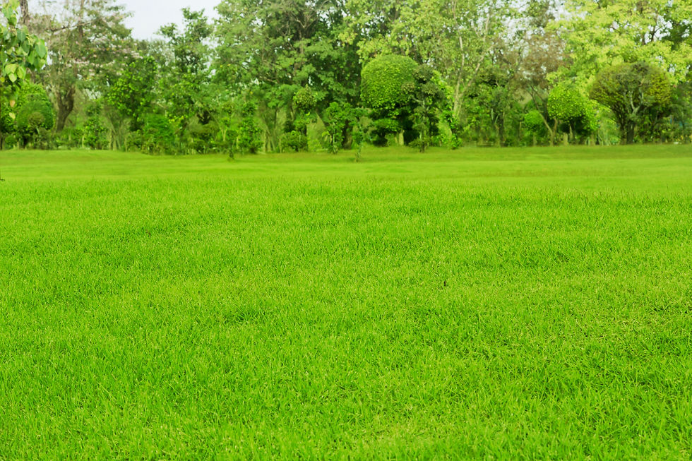 scenic-view-grassy-field.jpg
