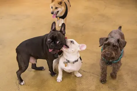 Group of dogs interacting playfully with each other at dog park.