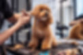 Blog-4-Cage-free-grooming-scaled