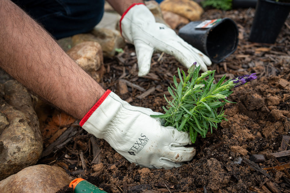 Person planting a small green plant in soil with gloved hands. ATX Event Photography.