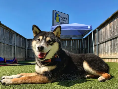 Happy dog laying on grass with Austin Pup Culture sign