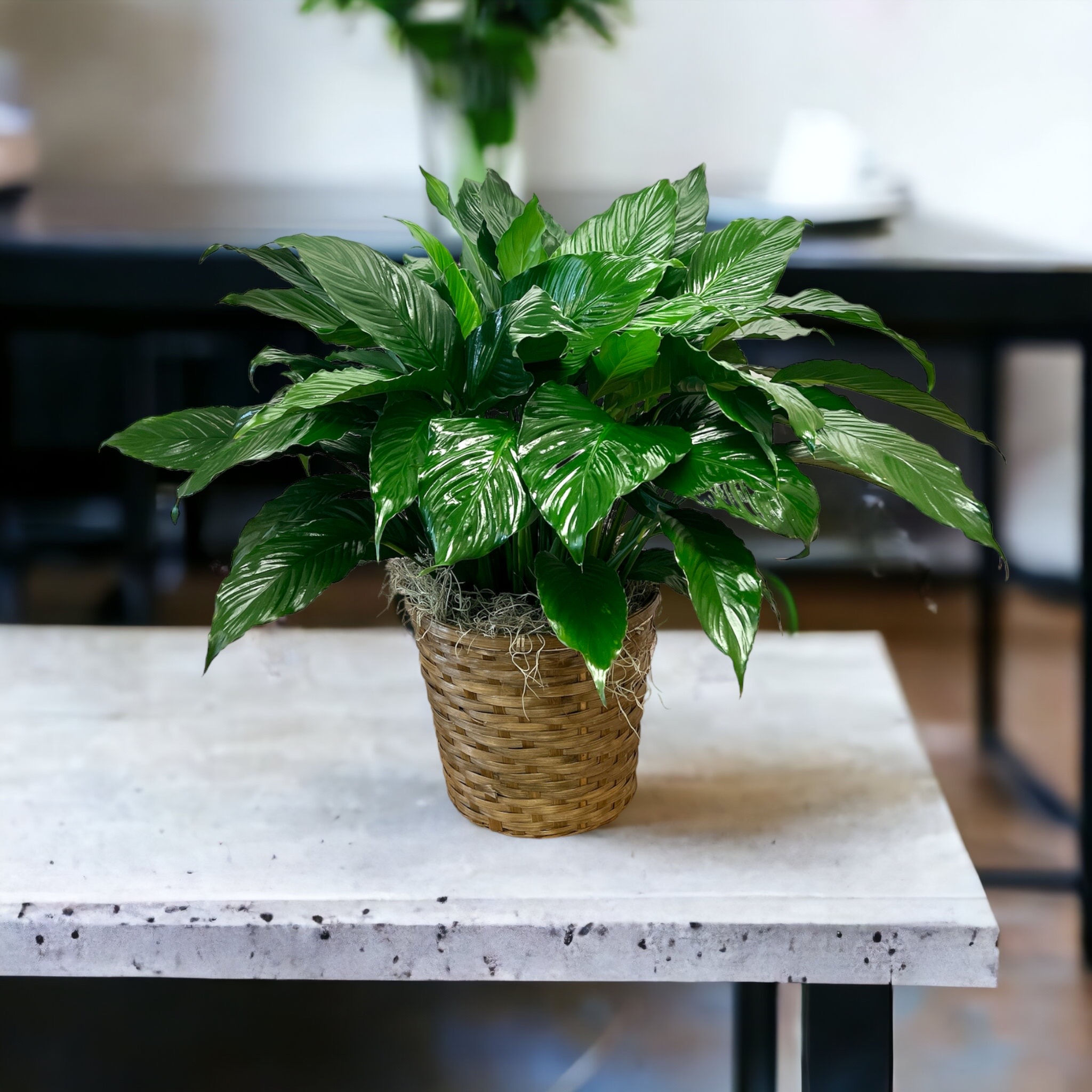 Large Peace Lily