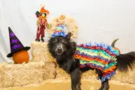 Dog costume on hay bales with hat, pumpkin, and decorative background. Austin Pup Culture