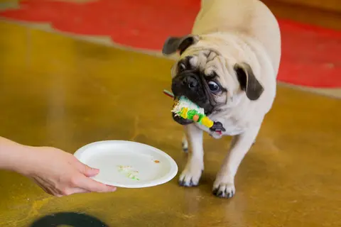 Pug with toy approaching a plate being held by a person