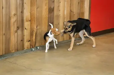 Two dogs playing near a wooden wall, one is brown and white.