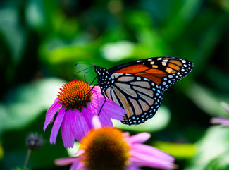 Monarch butterfly on a purple coneflower