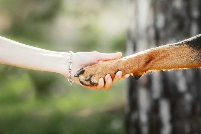 dog-paw-human-hand-are-doing-handshake.jpg