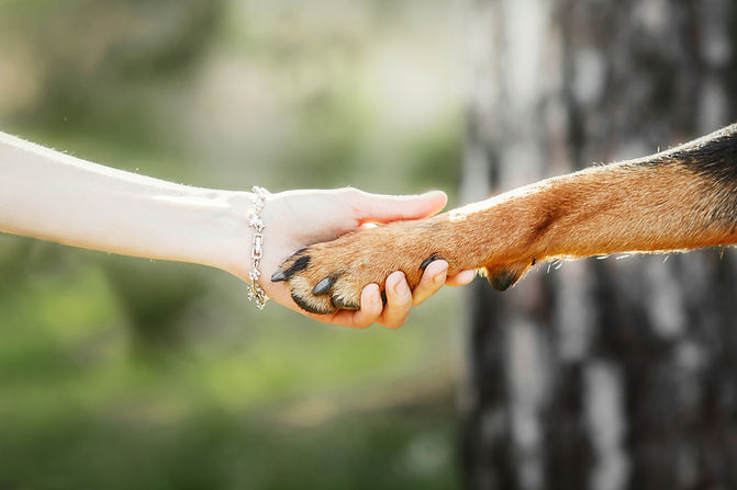 dog-paw-human-hand-are-doing-handshake.jpg