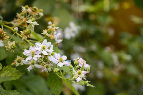 closeup-shot-beautiful-blossomed-tree-branch-with-white-flowers
