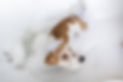 grooming-procedure-jack-russell-terrier-puppy-takes-shower