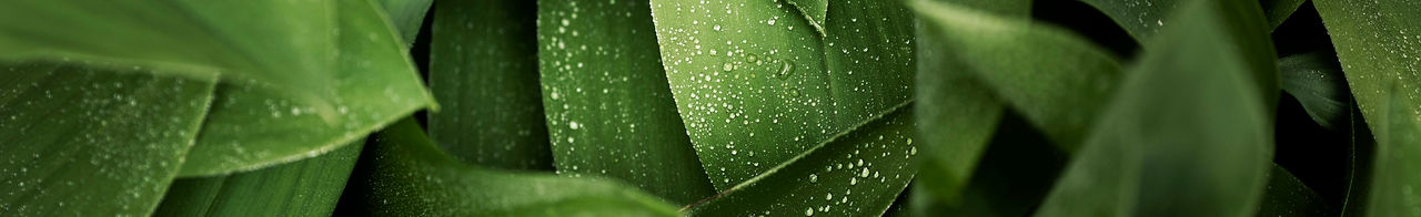 close-up-green-leaves-nature.jpg