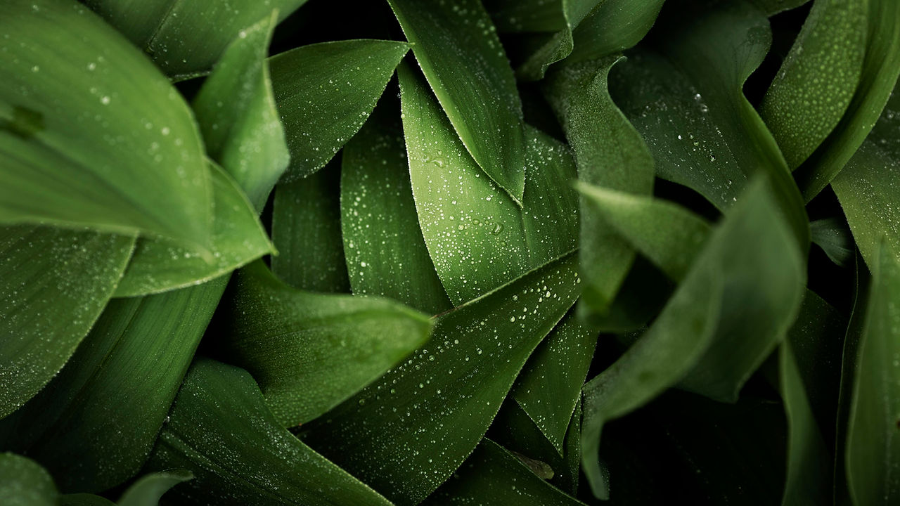 close-up-green-leaves-nature.jpg