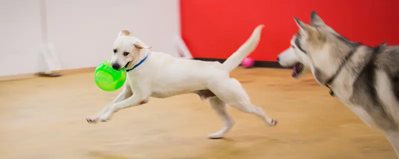 White dog running with green ball; another dog in background.
