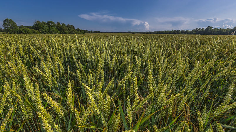 green-wheat-field-landscape.jpg