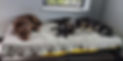 Sleeping Pups