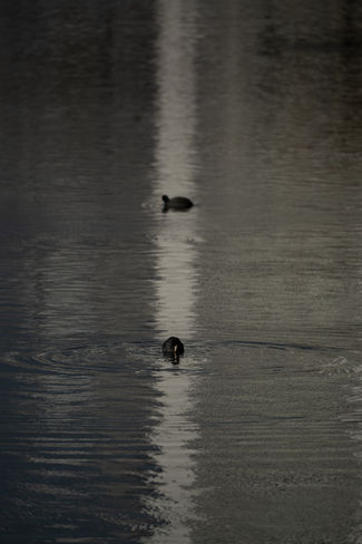 Ducks swimming on a lake with light reflection