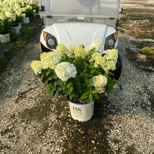 Hydrangea p. Bobo®
