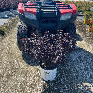 Physocarpus o. Summer Wine® Black