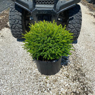 Buxus x 'Green Gem'