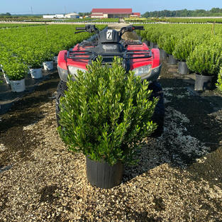Ilex g. 'Shamrock'