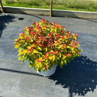 Spiraea j. Double Play® Candy Corn®