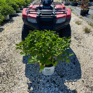 Cornus s. Arctic Fire® Red