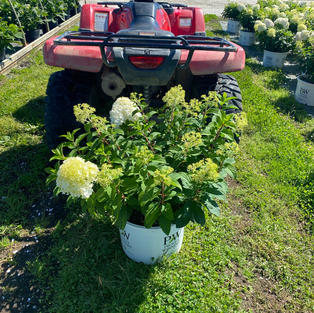 Hydrangea p. Bobo®