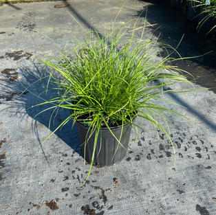 Carex pensylvanica