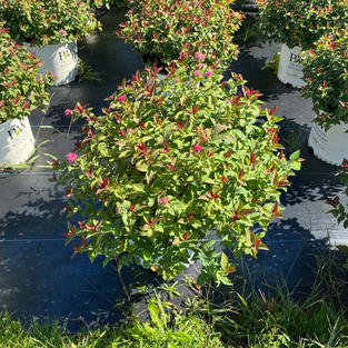 Spiraea j. Double Play Doozie®