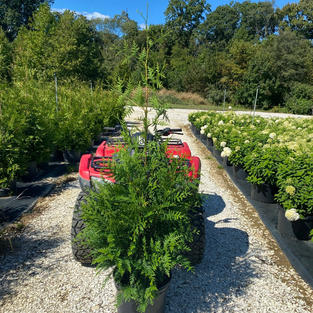 Thuja p. Spring Grove®