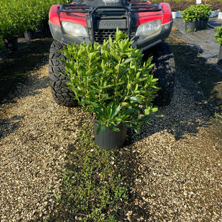 Clethra 'Hummingbird'